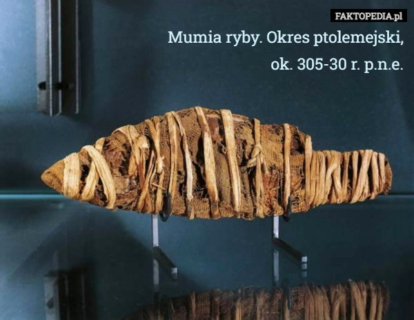 Mumia ryby. Okres ptolemejski, ok. 305-30 r. p.n.e. 