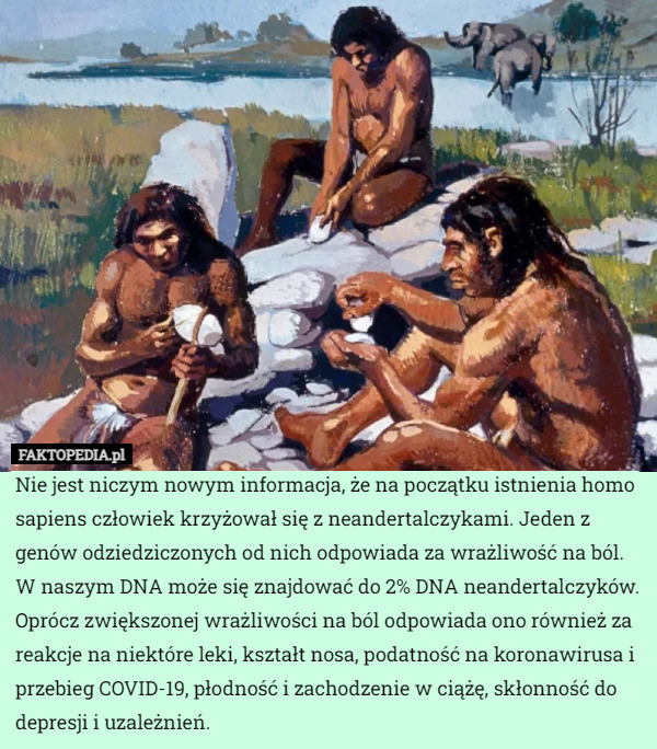 Nie jest niczym nowym informacja, że na początku istnienia homo sapiens człowiek krzyżował się z neandertalczykami. Jeden z genów odziedziczonych od nich odpowiada za wrażliwość na ból.
W naszym DNA może się znajdować do 2% DNA neandertalczyków. Oprócz zwiększonej wrażliwości na ból odpowiada ono również za reakcje na niektóre leki, kształt nosa, podatność na koronawirusa i przebieg COVID-19, płodność i zachodzenie w ciążę, skłonność do depresji i uzależnień. 