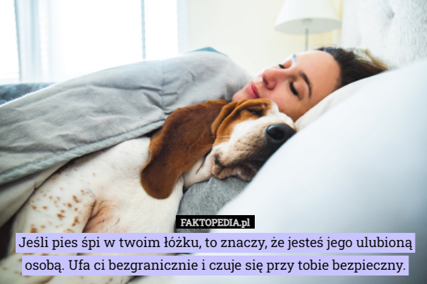 Jeśli pies śpi w twoim łóżku, to znaczy, że jesteś jego ulubioną osobą. Ufa ci bezgranicznie i czuje się przy tobie bezpieczny. 