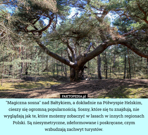 "Magiczna sosna" nad Bałtykiem, a dokładnie na Półwyspie Helskim, cieszy się ogromną popularnością. Sosny, które się tu znajdują, nie wyglądają jak te, które możemy zobaczyć w lasach w innych regionach Polski. Są niesymetryczne, zdeformowane i poskręcane, czym wzbudzają zachwyt turystów. 