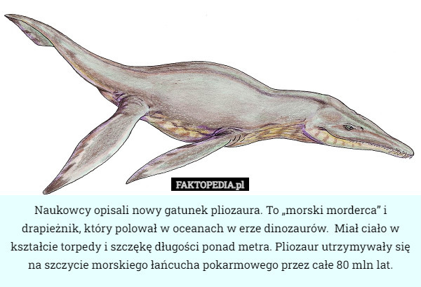 Naukowcy opisali nowy gatunek pliozaura. To „morski morderca” i drapieżnik, który polował w oceanach w erze dinozaurów.  Miał ciało w kształcie torpedy i szczękę długości ponad metra. Pliozaur utrzymywały się na szczycie morskiego łańcucha pokarmowego przez całe 80 mln lat. 