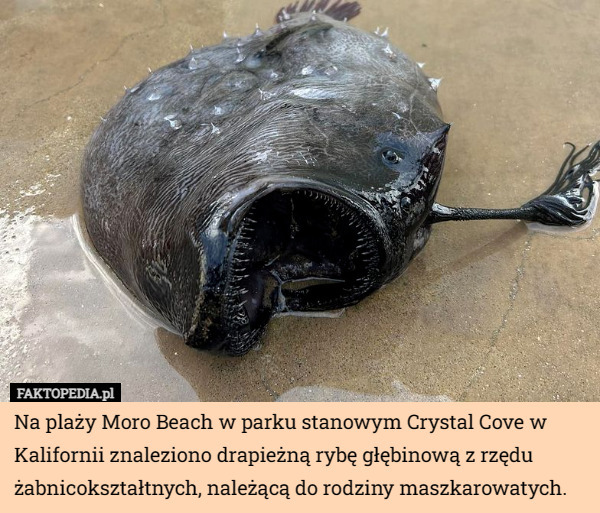 Na plaży Moro Beach w parku stanowym Crystal Cove w Kalifornii znaleziono drapieżną rybę głębinową z rzędu żabnicokształtnych, należącą do rodziny maszkarowatych. 