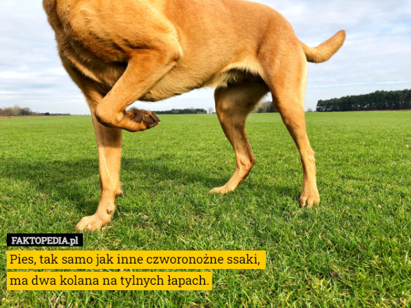Pies, tak samo jak inne czworonożne ssaki, 
ma dwa kolana na tylnych łapach. 