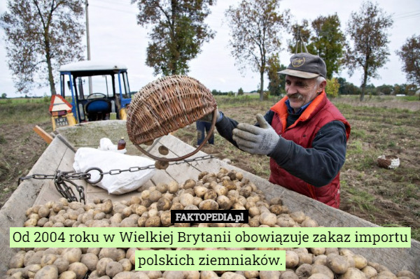 Od 2004 roku w Wielkiej Brytanii obowiązuje zakaz importu polskich ziemniaków. 