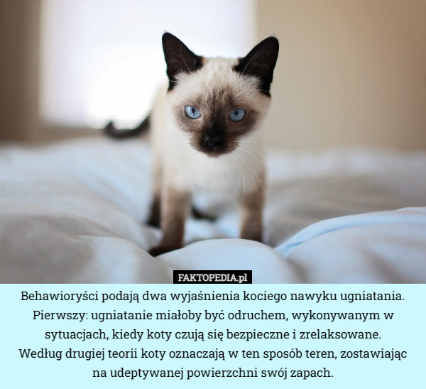Behawioryści podają dwa wyjaśnienia kociego nawyku ugniatania. Pierwszy: ugniatanie miałoby być odruchem, wykonywanym w sytuacjach, kiedy koty czują się bezpieczne i zrelaksowane.
 Według drugiej teorii koty oznaczają w ten sposób teren, zostawiając
 na udeptywanej powierzchni swój zapach. 