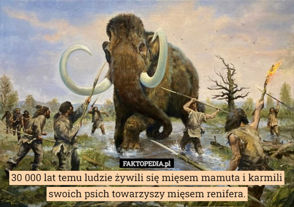 30 000 lat temu ludzie żywili się mięsem mamuta i karmili swoich psich towarzyszy mięsem renifera. 