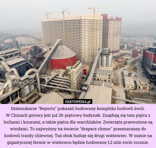 Dziennikarze "Reportu" pokazali budowany kompleks hodowli świń.
 W Chinach gotowy jest już 26-piętrowy budynek. Znajdują się tam piętra z lochami i knurami, a także piętra dla warchlaków. Zwierzęta przewożone są windami. To najwyższy na świecie "drapacz chmur" przeznaczony do hodowli trzody chlewnej. Tuż obok buduje się drugi wieżowiec. W sumie na gigantycznej fermie w wieżowcu będzie hodowane 1,2 mln świń rocznie. 