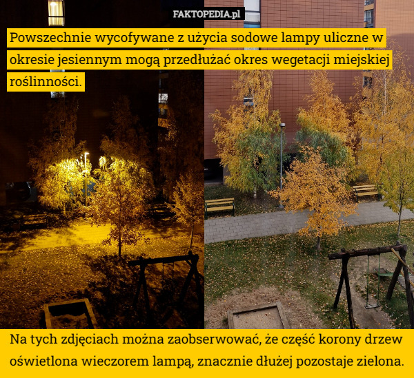 Powszechnie wycofywane z użycia sodowe lampy uliczne w okresie jesiennym mogą przedłużać okres wegetacji miejskiej roślinności. Na tych zdjęciach można zaobserwować, że część korony drzew oświetlona wieczorem lampą, znacznie dłużej pozostaje zielona. 