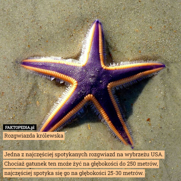 Rozgwiazda królewska

Jedna z najczęściej spotykanych rozgwiazd na wybrzeżu USA. Chociaż gatunek ten może żyć na głębokości do 250 metrów, najczęściej spotyka się go na głębokości 25-30 metrów. 