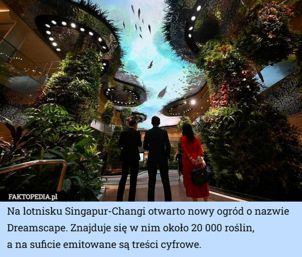Na lotnisku Singapur-Changi otwarto nowy ogród o nazwie Dreamscape. Znajduje się w nim około 20 000 roślin,
 a na suficie emitowane są treści cyfrowe. 
