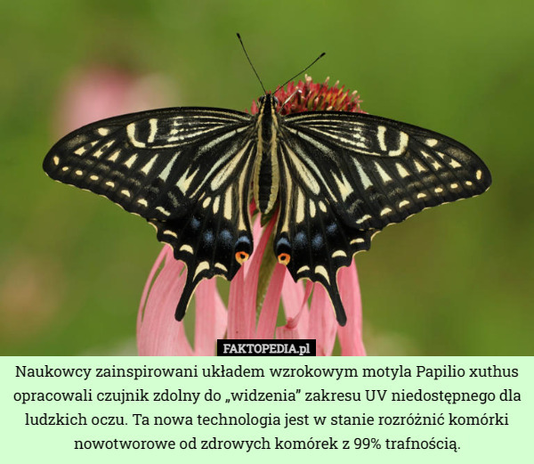 Naukowcy zainspirowani układem wzrokowym motyla Papilio xuthus opracowali czujnik zdolny do „widzenia” zakresu UV niedostępnego dla ludzkich oczu. Ta nowa technologia jest w stanie rozróżnić komórki nowotworowe od zdrowych komórek z 99% trafnością. 