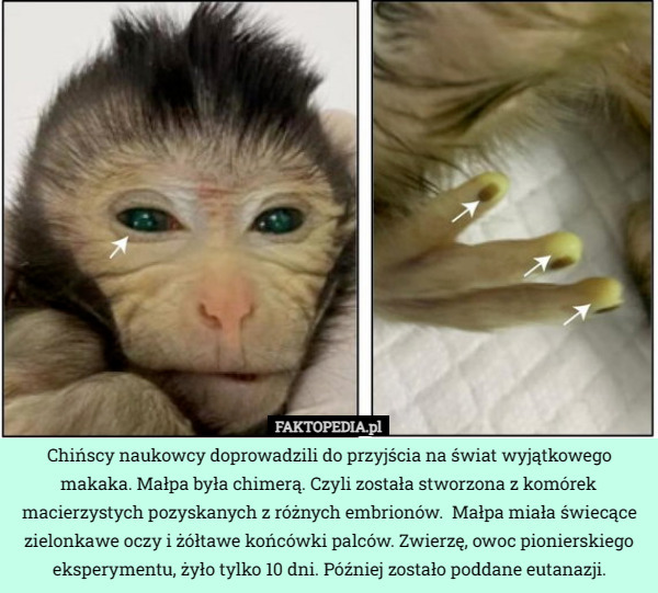 Chińscy naukowcy doprowadzili do przyjścia na świat wyjątkowego makaka. Małpa była chimerą. Czyli została stworzona z komórek macierzystych pozyskanych z różnych embrionów.  Małpa miała świecące zielonkawe oczy i żółtawe końcówki palców. Zwierzę, owoc pionierskiego eksperymentu, żyło tylko 10 dni. Później zostało poddane eutanazji. 