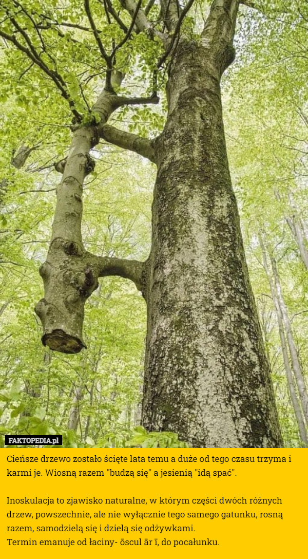 Cieńsze drzewo zostało ścięte lata temu a duże od tego czasu trzyma i karmi je. Wiosną razem "budzą się" a jesienią "idą spać".

Inoskulacja to zjawisko naturalne, w którym części dwóch różnych drzew, powszechnie, ale nie wyłącznie tego samego gatunku, rosną razem, samodzielą się i dzielą się odżywkami.
Termin emanuje od łaciny- ōscul ār ī, do pocałunku. 