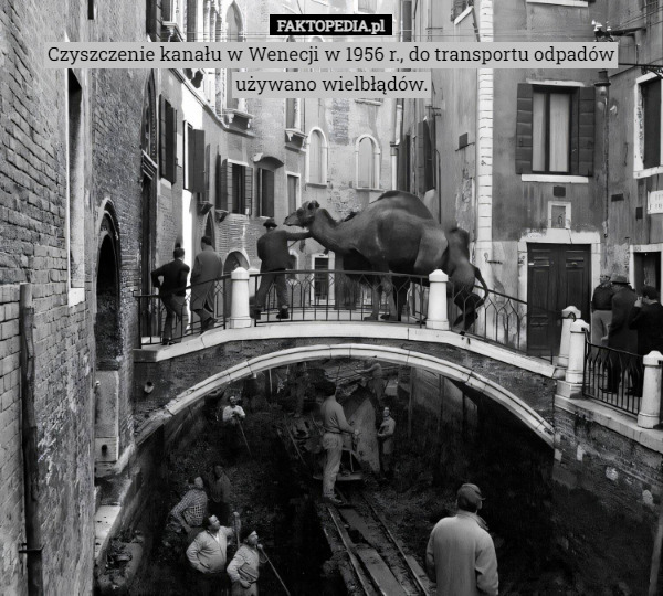 Czyszczenie kanału w Wenecji w 1956 r., do transportu odpadów używano wielbłądów. 
