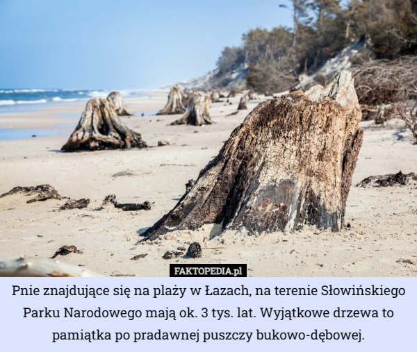 Pnie znajdujące się na plaży w Łazach, na terenie Słowińskiego Parku Narodowego mają ok. 3 tys. lat. Wyjątkowe drzewa to pamiątka po pradawnej puszczy bukowo-dębowej. 