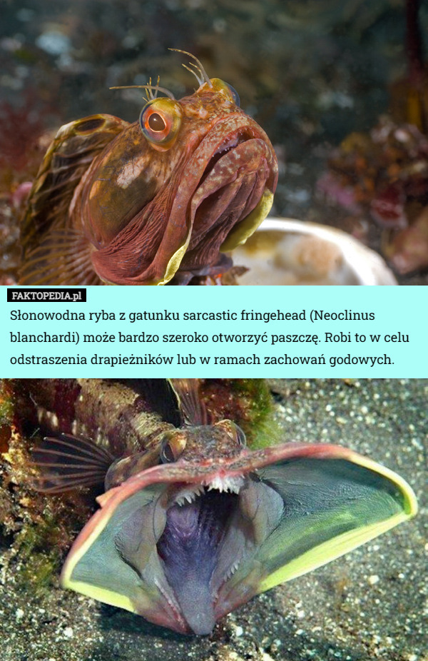 Słonowodna ryba z gatunku sarcastic fringehead (Neoclinus blanchardi) może bardzo szeroko otworzyć paszczę. Robi to w celu odstraszenia drapieżników lub w ramach zachowań godowych. 