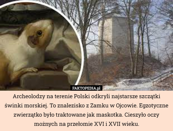 Archeolodzy na terenie Polski odkryli najstarsze szczątki świnki morskiej. To znalezisko z Zamku w Ojcowie. Egzotyczne zwierzątko było traktowane jak maskotka. Cieszyło oczy możnych na przełomie XVI i XVII wieku. 