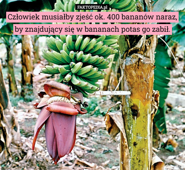 Człowiek musiałby zjeść ok. 400 bananów naraz, by znajdujący się w bananach potas go zabił. 