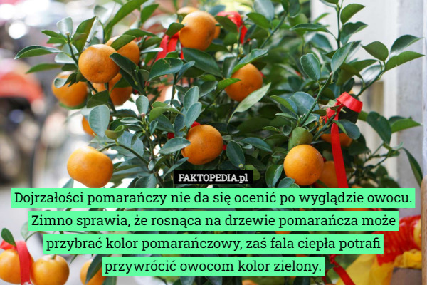 Dojrzałości pomarańczy nie da się ocenić po wyglądzie owocu. Zimno sprawia, że rosnąca na drzewie pomarańcza może przybrać kolor pomarańczowy, zaś fala ciepła potrafi przywrócić owocom kolor zielony. 