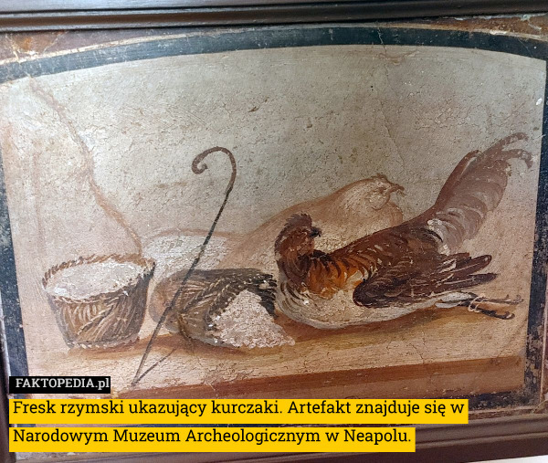 Fresk rzymski ukazujący kurczaki. Artefakt znajduje się w Narodowym Muzeum Archeologicznym w Neapolu. 