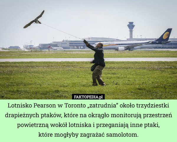 Lotnisko Pearson w Toronto „zatrudnia” około trzydziestki drapieżnych ptaków, które na okrągło monitorują przestrzeń powietrzną wokół lotniska i przeganiają inne ptaki,
 które mogłyby zagrażać samolotom. 