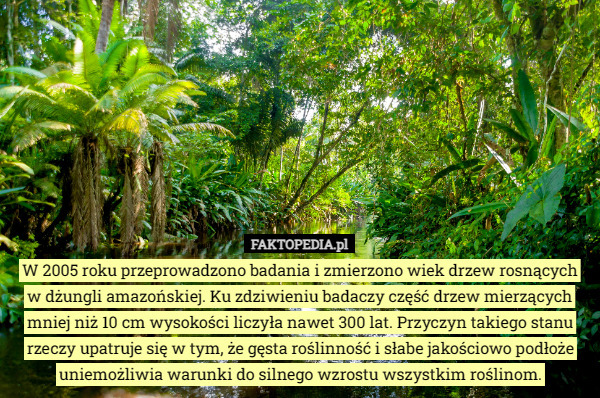 W 2005 roku przeprowadzono badania i zmierzono wiek drzew rosnących
 w dżungli amazońskiej. Ku zdziwieniu badaczy część drzew mierzących mniej niż 10 cm wysokości liczyła nawet 300 lat. Przyczyn takiego stanu rzeczy upatruje się w tym, że gęsta roślinność i słabe jakościowo podłoże uniemożliwia warunki do silnego wzrostu wszystkim roślinom. 