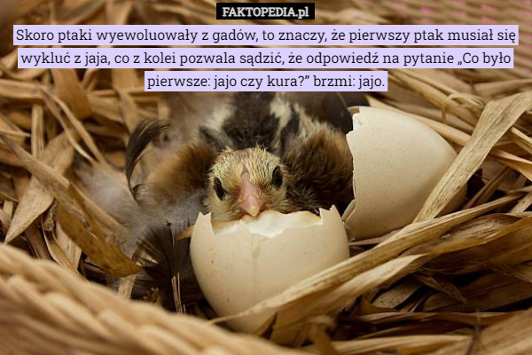 Skoro ptaki wyewoluowały z gadów, to znaczy, że pierwszy ptak musiał się wykluć z jaja, co z kolei pozwala sądzić, że odpowiedź na pytanie „Co było pierwsze: jajo czy kura?” brzmi: jajo. 