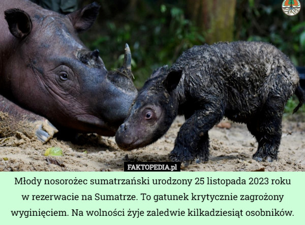 Młody nosorożec sumatrzański urodzony 25 listopada 2023 roku
 w rezerwacie na Sumatrze. To gatunek krytycznie zagrożony wyginięciem. Na wolności żyje zaledwie kilkadziesiąt osobników. 
