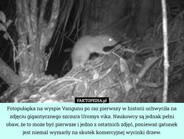Fotopułapka na wyspie Vangunu po raz pierwszy w historii uchwyciła na zdjęciu gigantycznego szczura Uromys vika. Naukowcy są jednak pełni obaw, że to może być pierwsze i jedno z ostatnich zdjęć, ponieważ gatunek jest niemal wymarły na skutek komercyjnej wycinki drzew. 