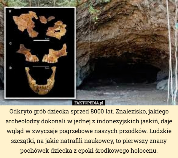 Odkryto grób dziecka sprzed 8000 lat. Znalezisko, jakiego archeolodzy dokonali w jednej z indonezyjskich jaskiń, daje wgląd w zwyczaje pogrzebowe naszych przodków. Ludzkie szczątki, na jakie natrafili naukowcy, to pierwszy znany pochówek dziecka z epoki środkowego holocenu. 