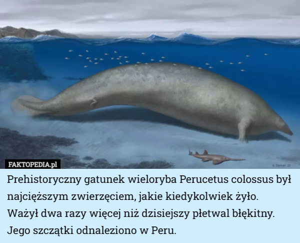 Prehistoryczny gatunek wieloryba Perucetus colossus był najcięższym zwierzęciem, jakie kiedykolwiek żyło.
 Ważył dwa razy więcej niż dzisiejszy płetwal błękitny. Jego szczątki odnaleziono w Peru. 