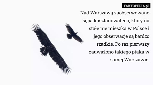 Nad Warszawą zaobserwowano sępa kasztanowatego, który na stałe nie mieszka w Polsce i jego obserwacje są bardzo rzadkie. Po raz pierwszy zauważono takiego ptaka w samej Warszawie. 