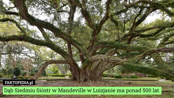 Dąb Siedmiu Sióstr w Mandeville w Luizjanie ma ponad 500 lat. 