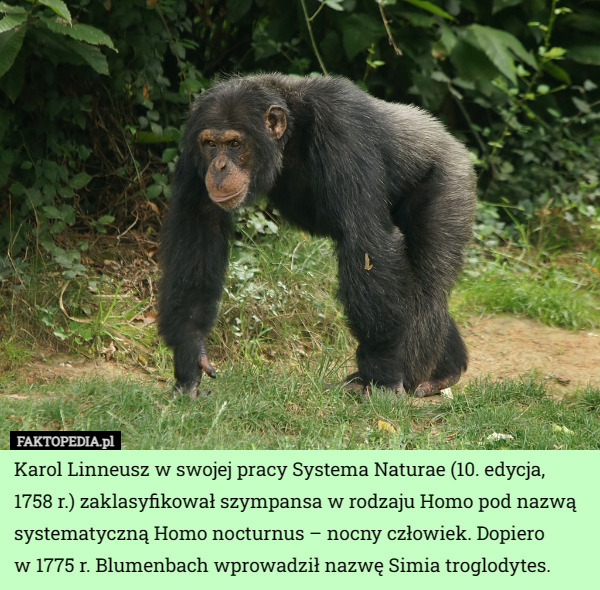 Karol Linneusz w swojej pracy Systema Naturae (10. edycja, 1758 r.) zaklasyfikował szympansa w rodzaju Homo pod nazwą systematyczną Homo nocturnus – nocny człowiek. Dopiero
 w 1775 r. Blumenbach wprowadził nazwę Simia troglodytes. 