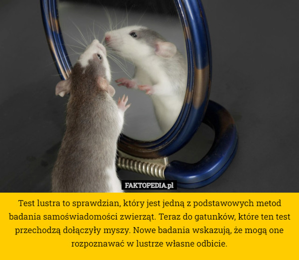 Test lustra to sprawdzian, który jest jedną z podstawowych metod badania samoświadomości zwierząt. Teraz do gatunków, które ten test przechodzą dołączyły myszy. Nowe badania wskazują, że mogą one rozpoznawać w lustrze własne odbicie. 