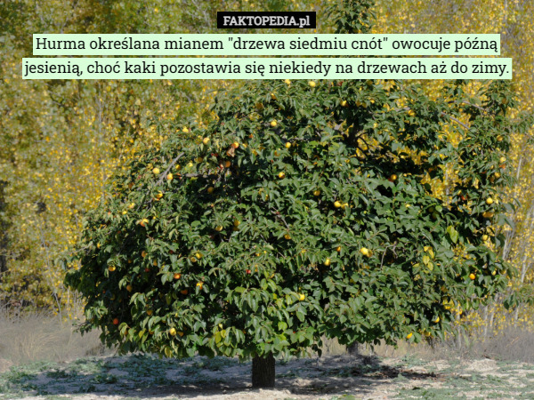 Hurma określana mianem "drzewa siedmiu cnót" owocuje późną jesienią, choć kaki pozostawia się niekiedy na drzewach aż do zimy. 