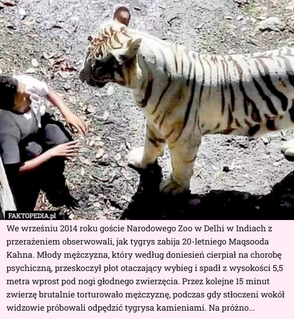 We wrześniu 2014 roku goście Narodowego Zoo w Delhi w Indiach z przerażeniem obserwowali, jak tygrys zabija 20-letniego Maqsooda Kahna. Młody mężczyzna, który według doniesień cierpiał na chorobę psychiczną, przeskoczył płot otaczający wybieg i spadł z wysokości 5,5 metra wprost pod nogi głodnego zwierzęcia. Przez kolejne 15 minut zwierzę brutalnie torturowało mężczyznę, podczas gdy stłoczeni wokół widzowie próbowali odpędzić tygrysa kamieniami. Na próżno... 