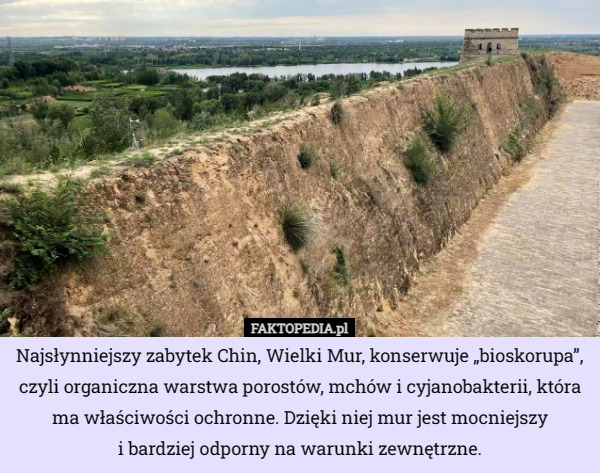 Najsłynniejszy zabytek Chin, Wielki Mur, konserwuje „bioskorupa”, czyli organiczna warstwa porostów, mchów i cyjanobakterii, która ma właściwości ochronne. Dzięki niej mur jest mocniejszy
 i bardziej odporny na warunki zewnętrzne. 