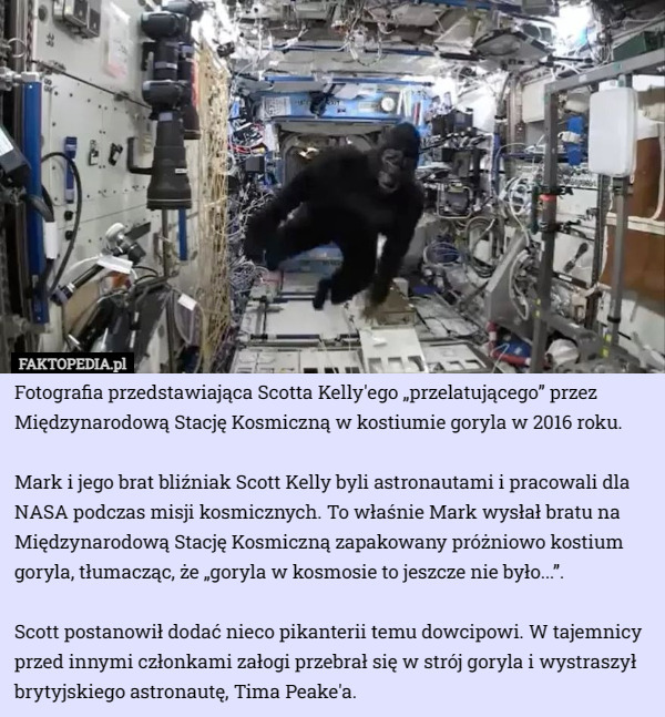 Fotografia przedstawiająca Scotta Kelly'ego „przelatującego” przez Międzynarodową Stację Kosmiczną w kostiumie goryla w 2016 roku.

Mark i jego brat bliźniak Scott Kelly byli astronautami i pracowali dla NASA podczas misji kosmicznych. To właśnie Mark wysłał bratu na Międzynarodową Stację Kosmiczną zapakowany próżniowo kostium goryla, tłumacząc, że „goryla w kosmosie to jeszcze nie było...”.

Scott postanowił dodać nieco pikanterii temu dowcipowi. W tajemnicy przed innymi członkami załogi przebrał się w strój goryla i wystraszył brytyjskiego astronautę, Tima Peake'a. 