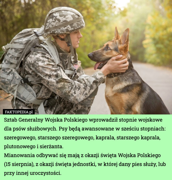 Sztab Generalny Wojska Polskiego wprowadził stopnie wojskowe dla psów służbowych. Psy będą awansowane w sześciu stopniach: szeregowego, starszego szeregowego, kaprala, starszego kaprala, plutonowego i sierżanta.
Mianowania odbywać się mają z okazji święta Wojska Polskiego (15 sierpnia), z okazji święta jednostki, w której dany pies służy, lub przy innej uroczystości. 