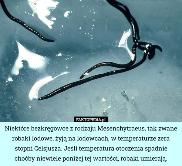 Niektóre bezkręgowce z rodzaju Mesenchytraeus, tak zwane robaki lodowe, żyją na lodowcach, w temperaturze zera stopni Celsjusza. Jeśli temperatura otoczenia spadnie choćby niewiele poniżej tej wartości, robaki umierają. 