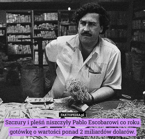Szczury i pleśń niszczyły Pablo Escobarowi co roku gotówkę o wartości ponad 2 miliardów dolarów. 