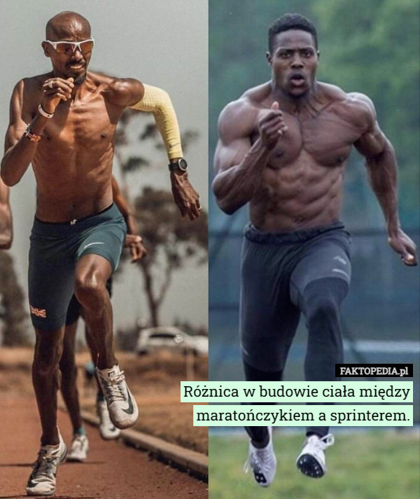 Różnica w budowie ciała między maratończykiem a sprinterem. 