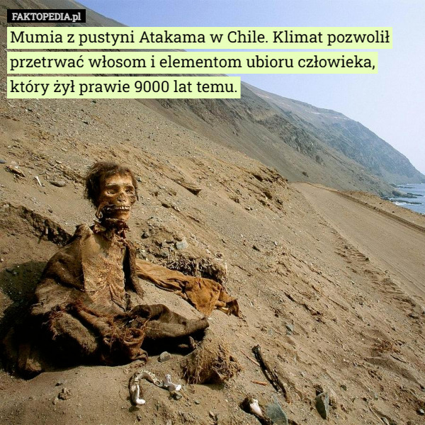 Mumia z pustyni Atakama w Chile. Klimat pozwolił przetrwać włosom i elementom ubioru człowieka, który żył prawie 9000 lat temu. 