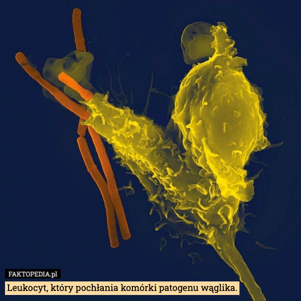 Leukocyt, który pochłania komórki patogenu wąglika. 