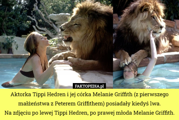Aktorka Tippi Hedren i jej córka Melanie Griffith (z pierwszego małżeństwa z Peterem Griffithem) posiadały kiedyś lwa.
Na zdjęciu po lewej Tippi Hedren, po prawej młoda Melanie Griffith. 