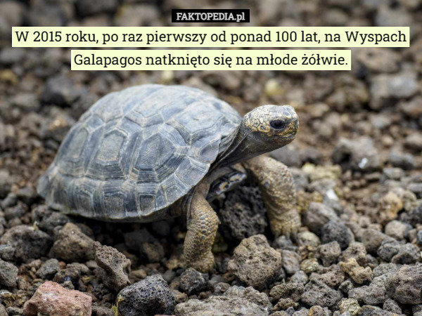 W 2015 roku, po raz pierwszy od ponad 100 lat, na Wyspach Galapagos natknięto się na młode żółwie. 