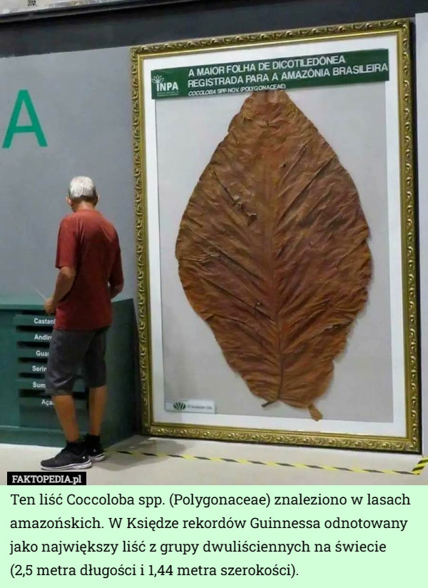 Ten liść Coccoloba spp. (Polygonaceae) znaleziono w lasach amazońskich. W Księdze rekordów Guinnessa odnotowany jako największy liść z grupy dwuliściennych na świecie
 (2,5 metra długości i 1,44 metra szerokości). 