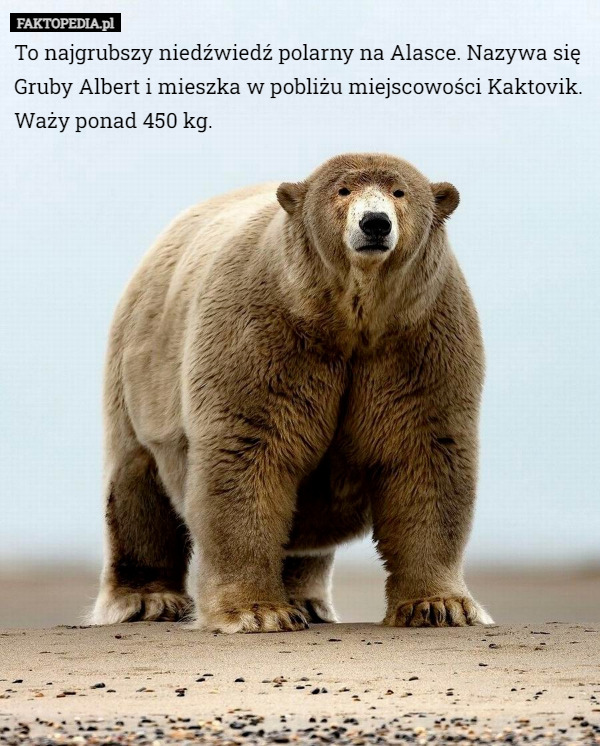 To najgrubszy niedźwiedź polarny na Alasce. Nazywa się Gruby Albert i mieszka w pobliżu miejscowości Kaktovik. Waży ponad 450 kg. 