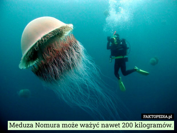 Meduza Nomura może ważyć nawet 200 kilogramów. 